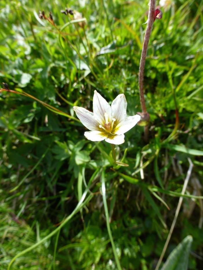 Snowdon Lily (Gagea serotina) (Kerrie Porteous)