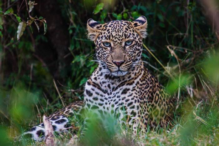 Leopard (John Haskew) (4).jpg