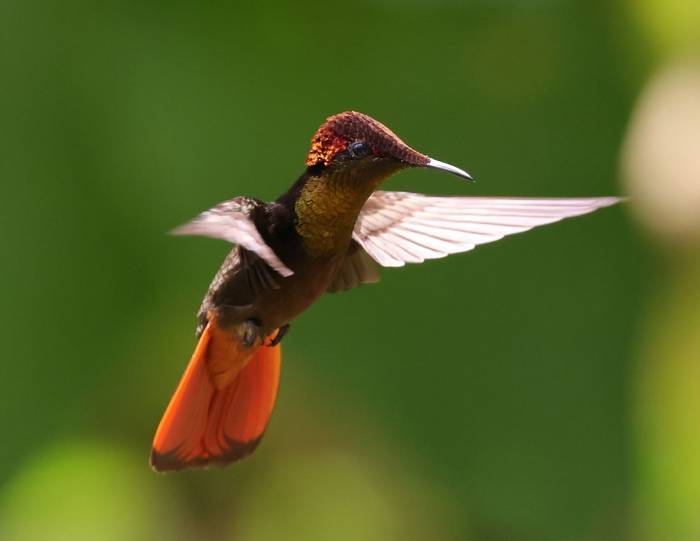 Ruby-Topaz Hummingbird, Asa Wright Centre, Trinidad © John Moseley