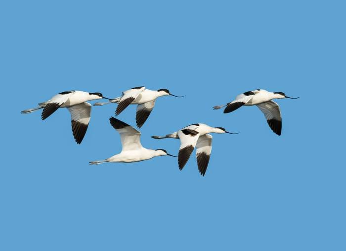 Avocets shutterstock_266524949.jpg