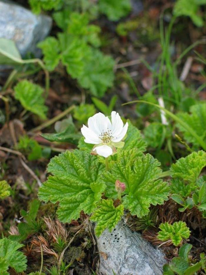 Rubus chamaemorus - Cloudberry (Paul Harmes)