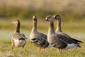 White-fronted geese shutterstock_194615915.jpg