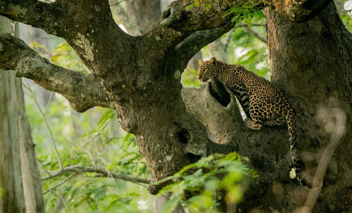 Leopard, Nagarhole Shutterstock 1098023753