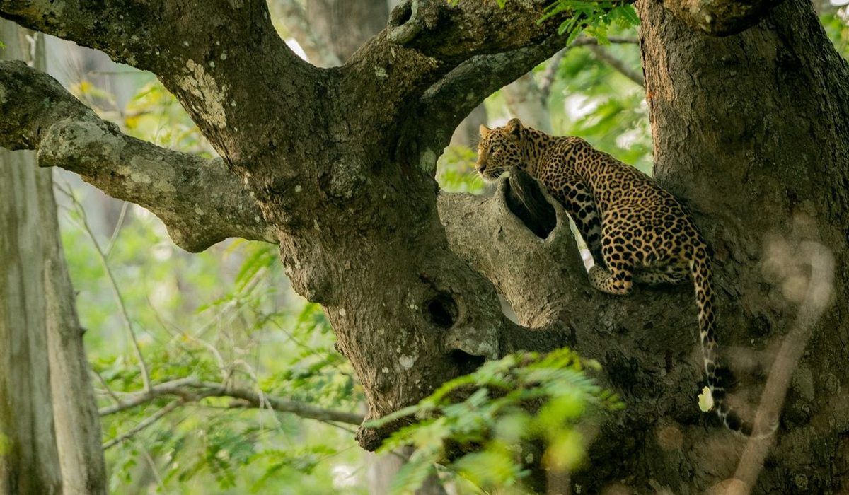 India – Wildlife & Cricket!