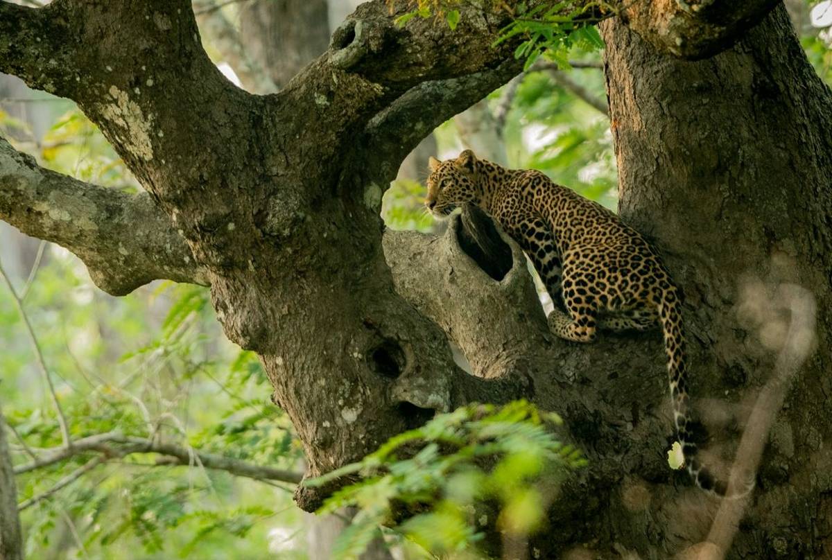 Leopard, Nagarhole Shutterstock 1098023753