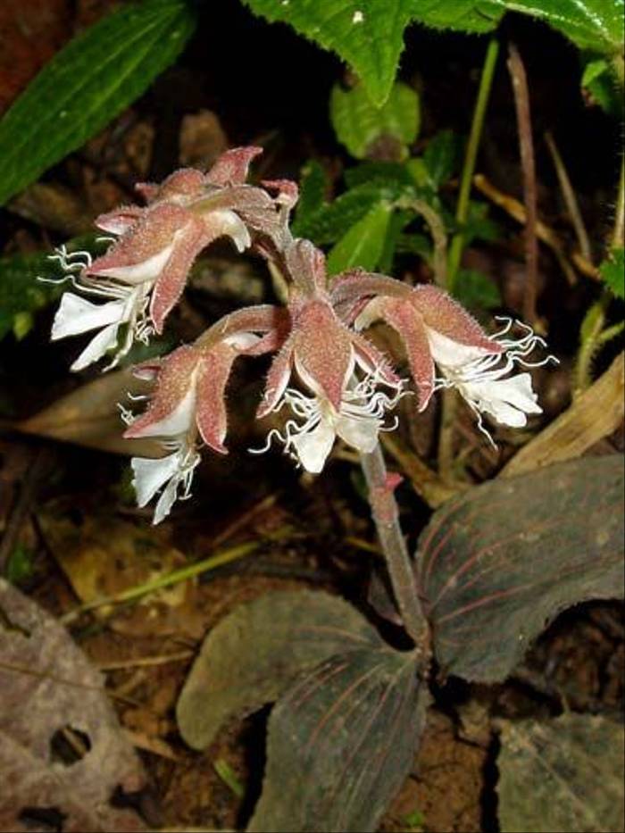 Orchid sp. (Mike Galtry)