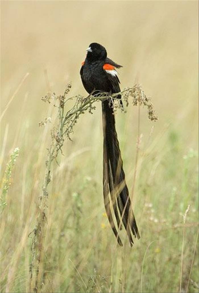Long-tailed Widowbird (Leon Marais)