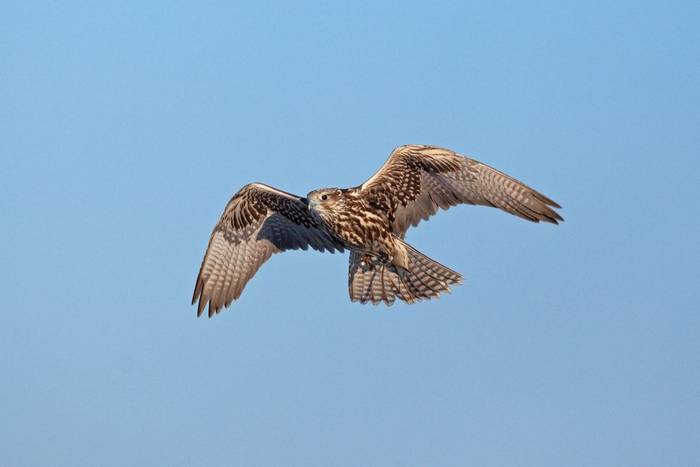 Saker Falcon shutterstock_587475887.jpg