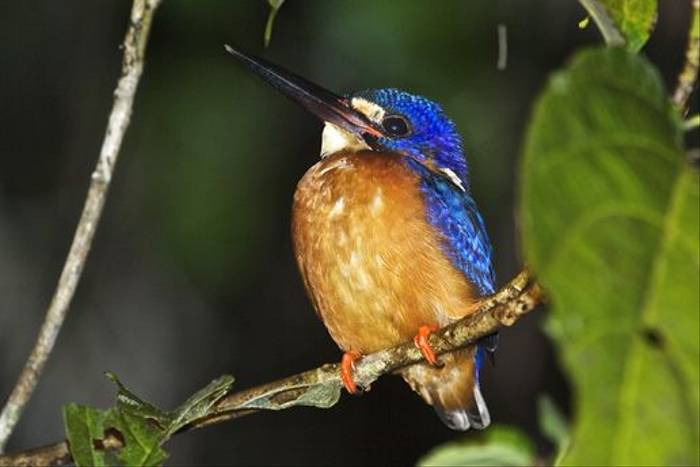 Blue-eared Kingfisher (Dani Free)
