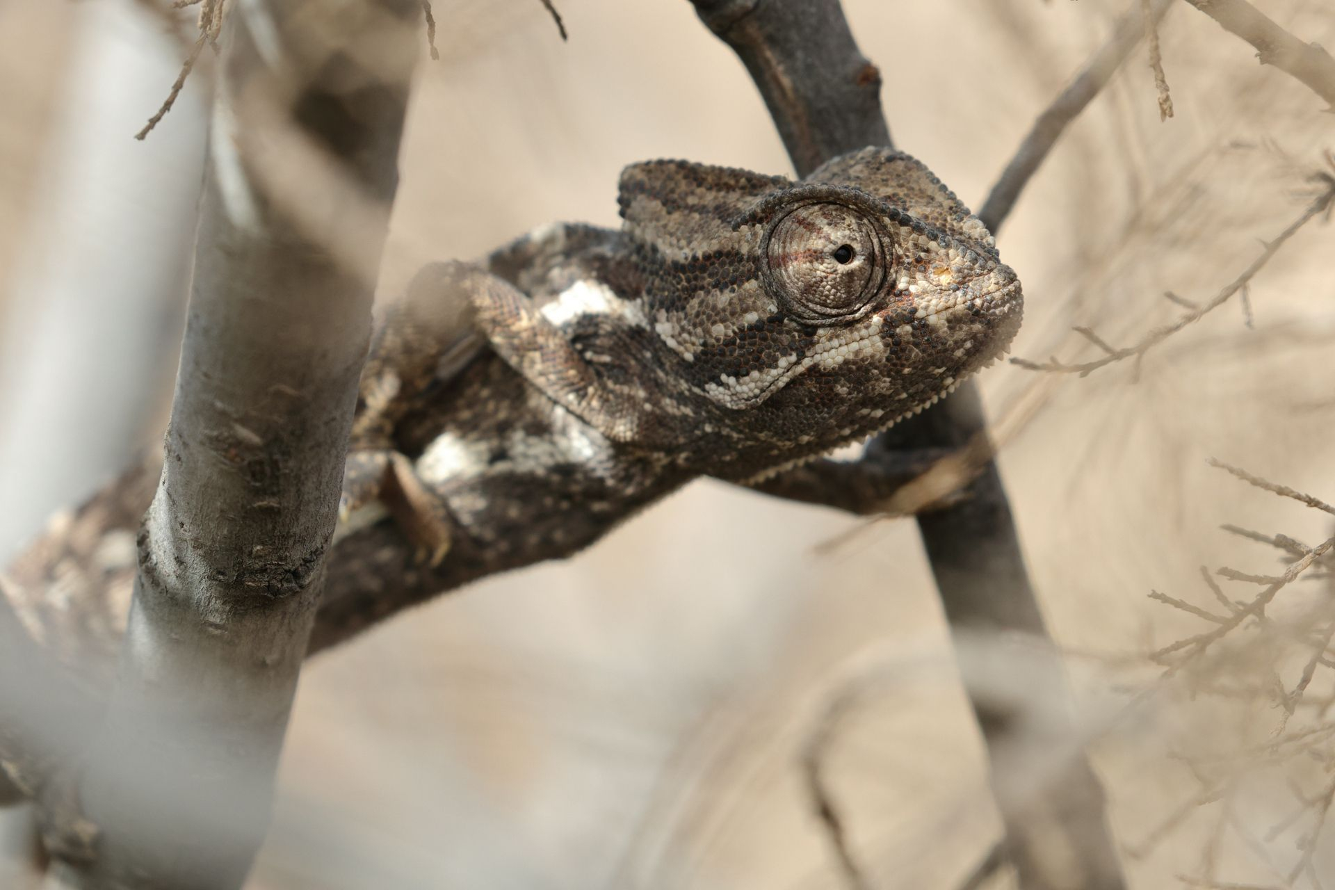 Mediterranean Chameleon (Chameleo chameleon) © Dan Kane Image