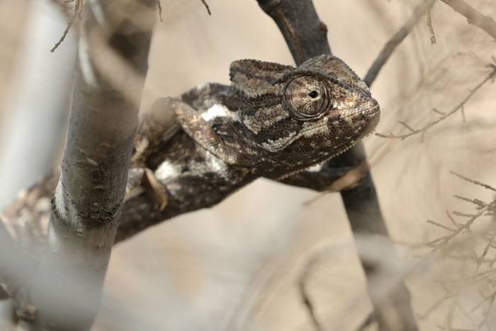Mediterranean Chameleon (Chameleo chameleon) © Dan Kane, September 2025 tour