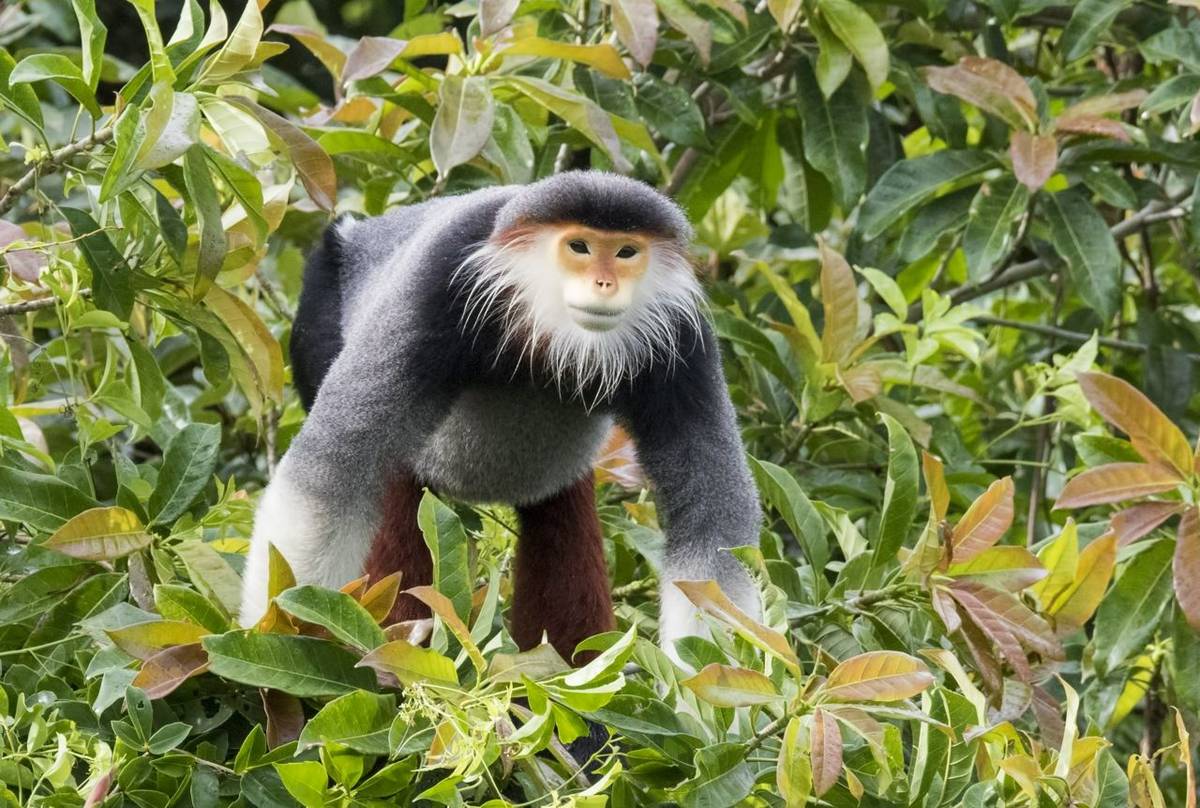 Red-shanked Douc Langur, Vietnam shutterstock_704487772.jpg