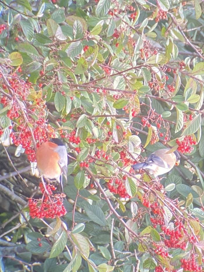 European Bullfinch (Oliver Smart)