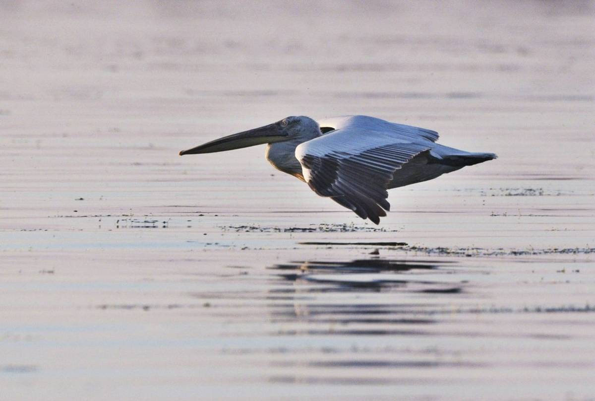 Dalmatian Pelican (Martin Hrouzek)