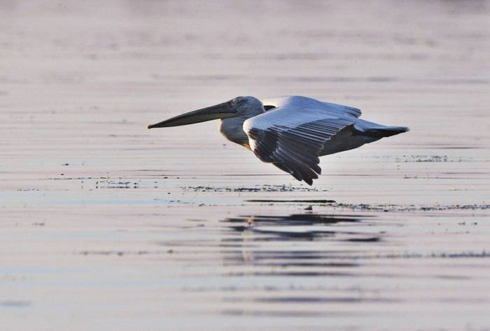 Dalmatian Pelican (Martin Hrouzek)