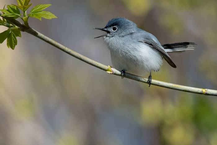 Blue-grey Gnatcatcher, Mexico shutterstock_2153938659.jpg