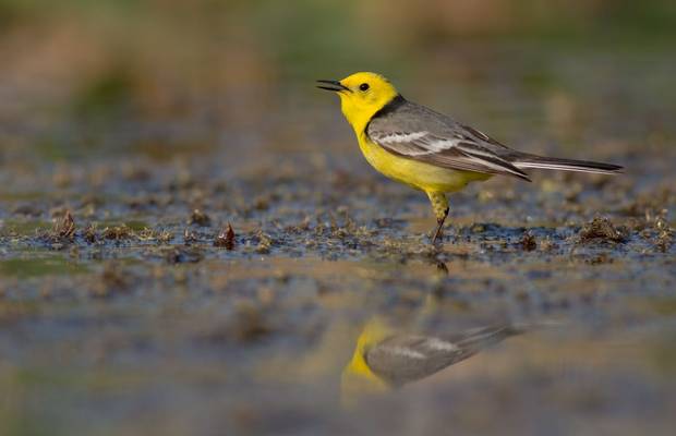 Citrine Wagtail shutterstock_1096085135.jpg