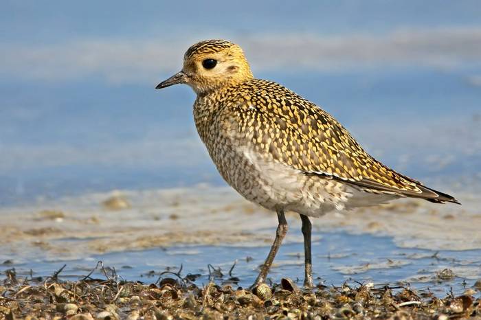 European Golden Plover shutterstock_720565921.jpg