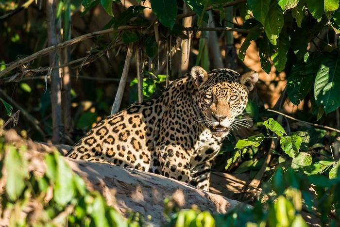 Jaguar. Madre de Dios. Peru. shutterstock.jpg