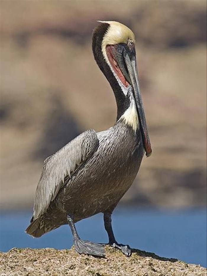 Brown Pelican (Paul Marshall)