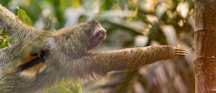 brown-throated-sloth-bradypus-variegatus_55181794668_o.jpg