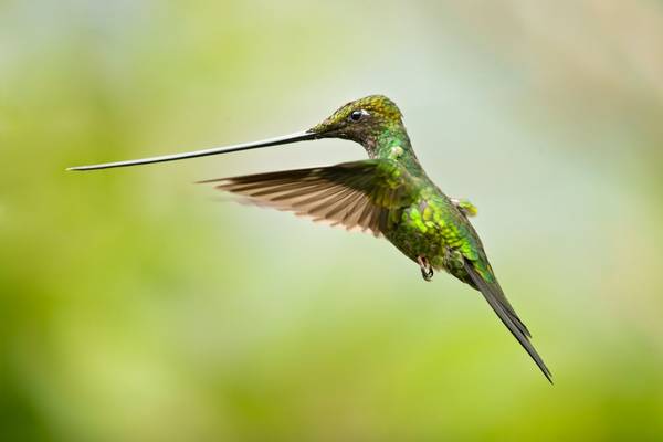 Sword-billed Hummingbird shutterstock_1631895475.jpg