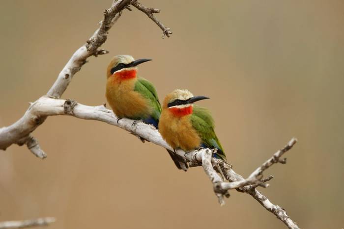 White-fronted Bee-eaters