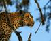 Portrait of a leopard (Panthera pardus), Kruger National Park, South Africa