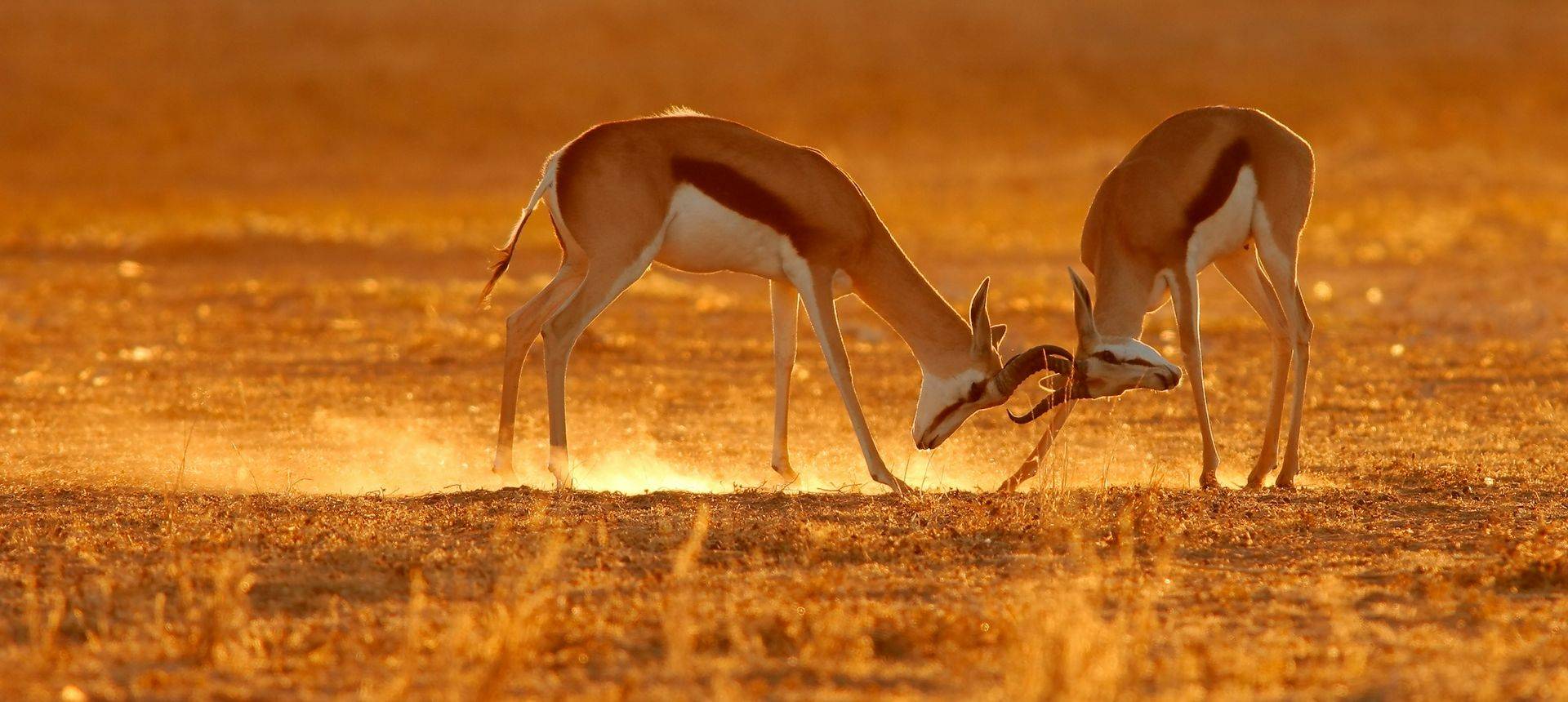 Springbok, Kalahari, South Africa Shutterstock 1605333