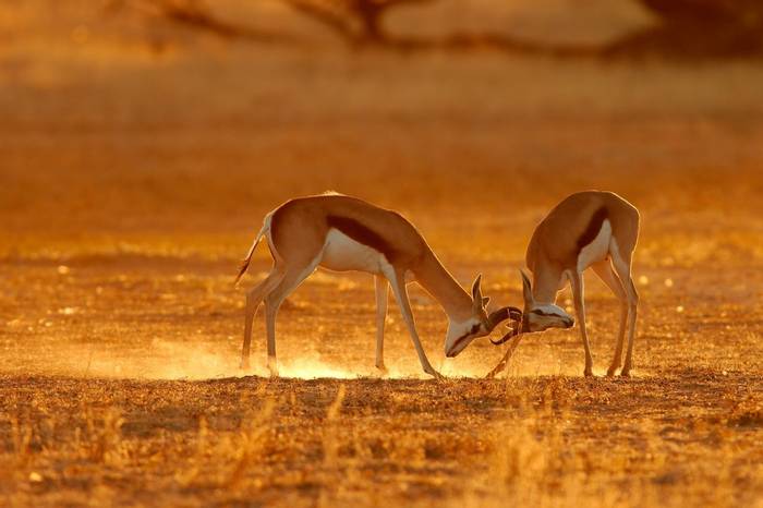 Springbok, Kalahari, South Africa Shutterstock 1605333