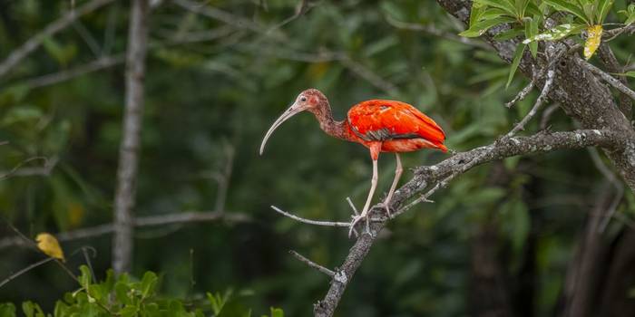 Scarlet Ibis © A J Bradshaw, March 2026 tour