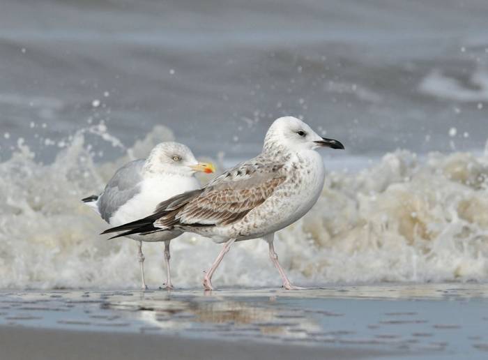 Caspian Gull shutterstock_1318159367.jpg