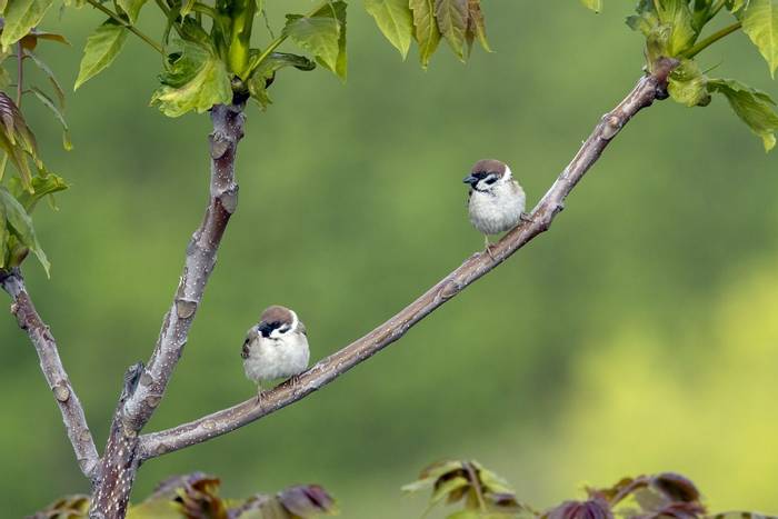 Tree Sparrows © Alun Gee