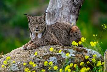 Iberian Lynx, Spain (Will Crombie).jpg