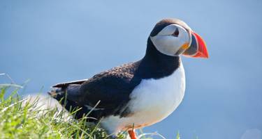 Puffins can be spotted on many parts of the British coastline