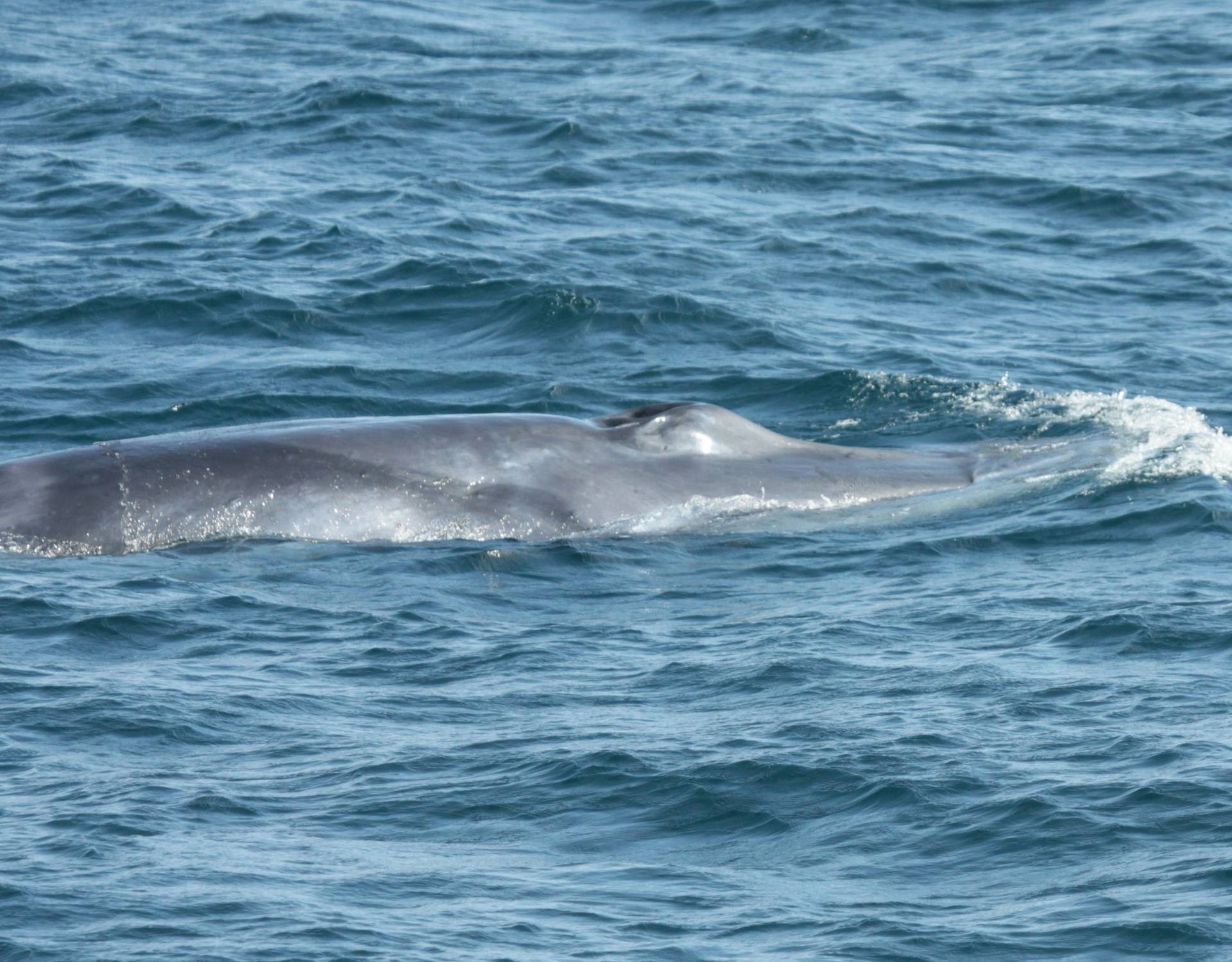 Omura's Whale, The Solomon Islands (Alison Steel) Image