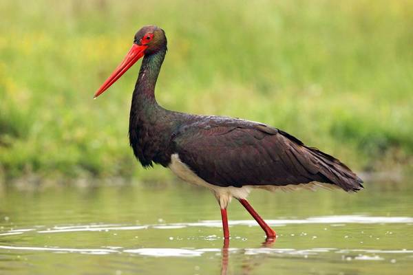 Black Stork Image