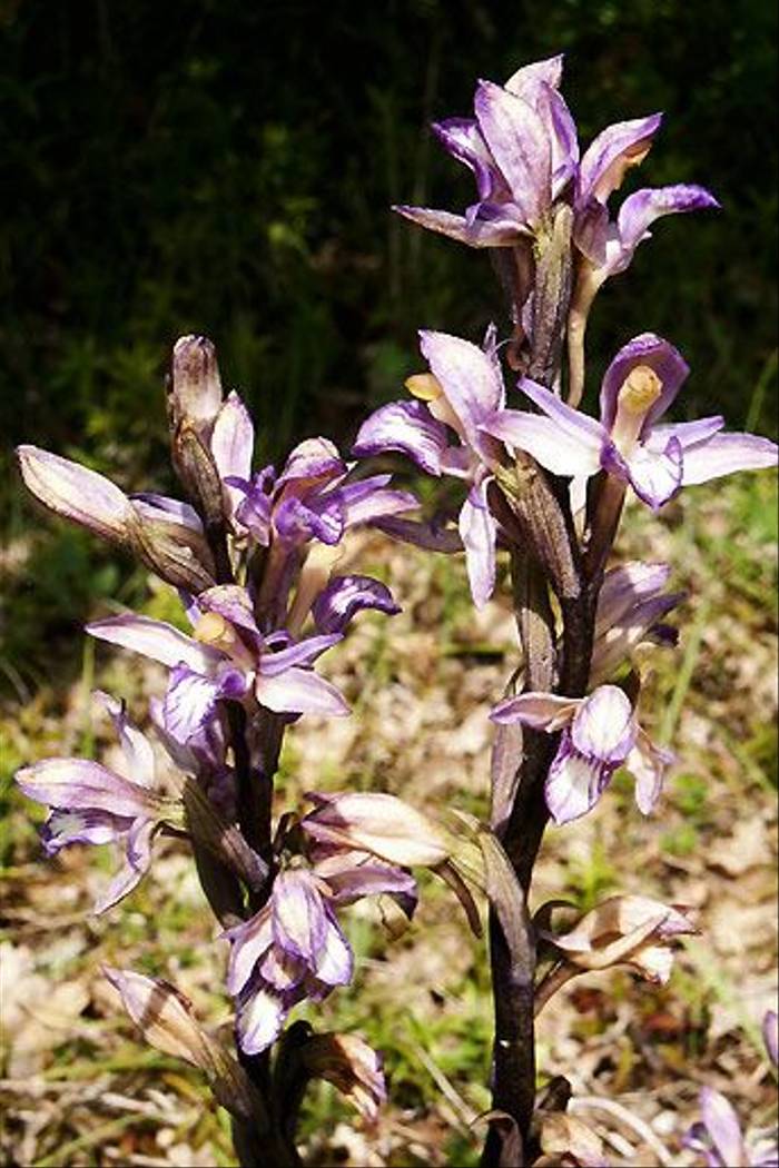Violet Limodore Limodorum abortivum (Mark Galliott)