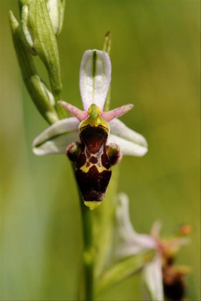 Woodcock Orchid <i>Ophrys scolopax</i> (David Morris)