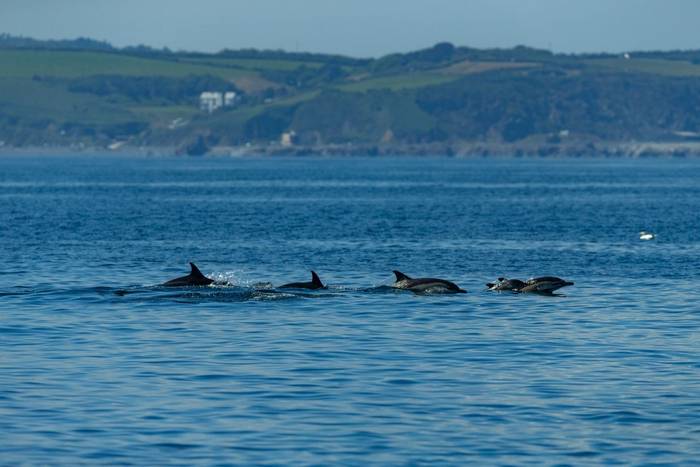 Short-beaked common dolphin Delphinus delphis, adults swimming, Falmouth Bay, Cornwall, UK, July