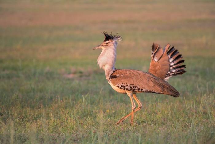 Kori Bustard