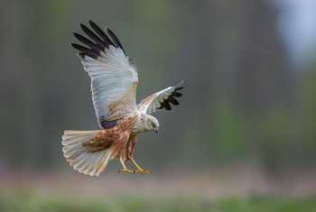 Marsh Harrier