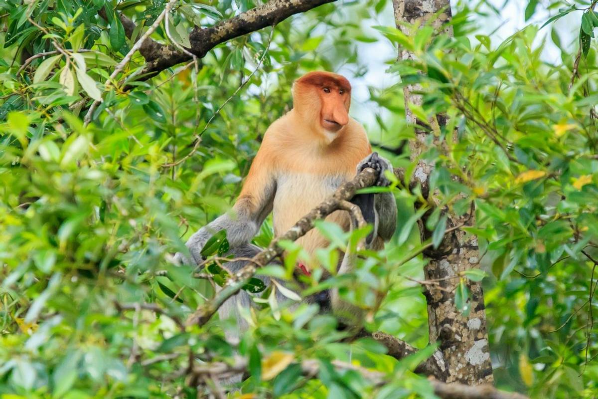 Proboscis Monkey Borneo Shutterstock 631755140