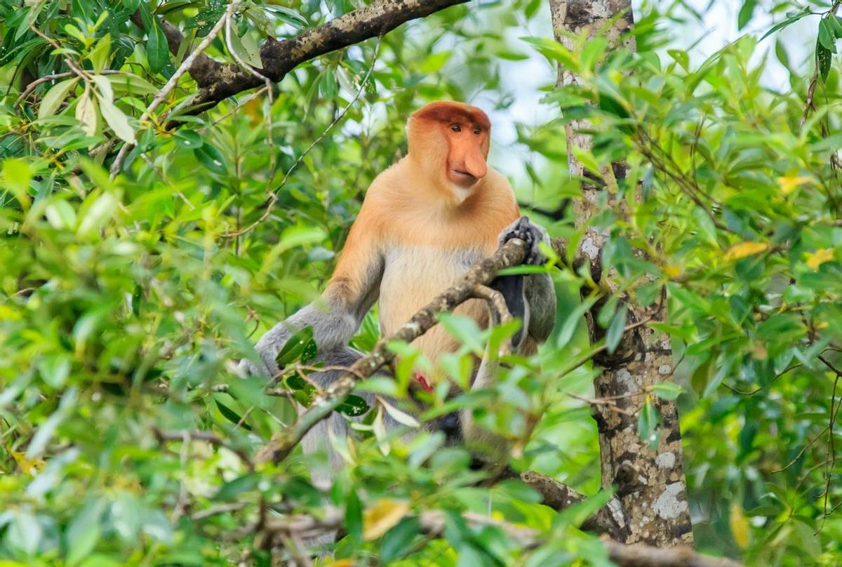 Proboscis Monkey Borneo Shutterstock 631755140