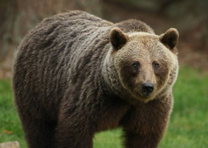 Brown Bear (Jonathan Mercer)