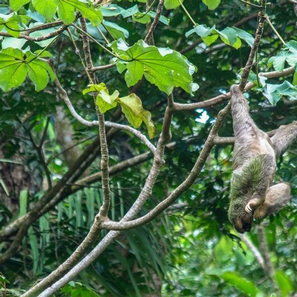 Intrepid Travel-CostaRica-ManuelAntonio-Wildlife-Sloth-01.jpg