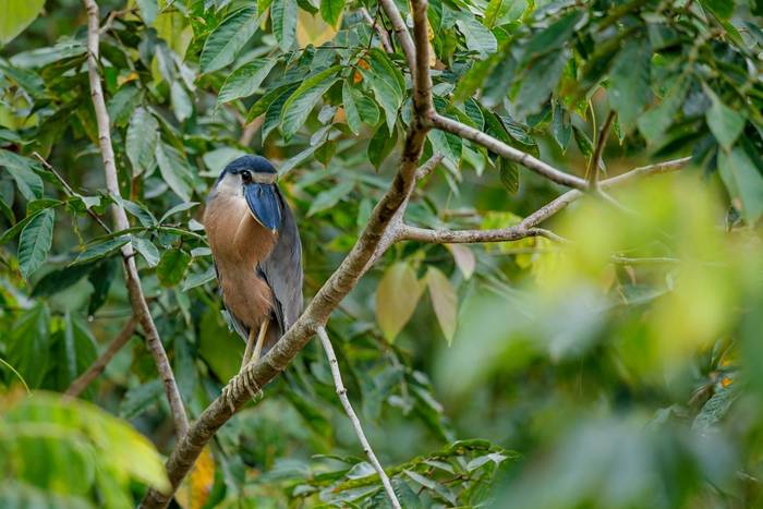 Boat-billed Heron, Ecuador shutterstock_1964419036.jpg