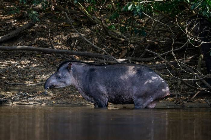 South American Tapir © A J Bradshaw, March 2026 tour