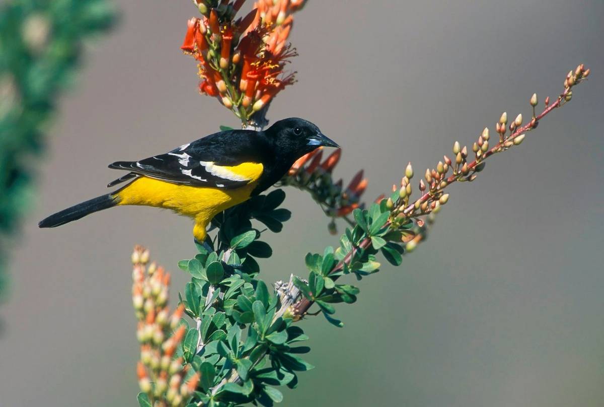 Scott's Oriole shutterstock_1265993590.jpg