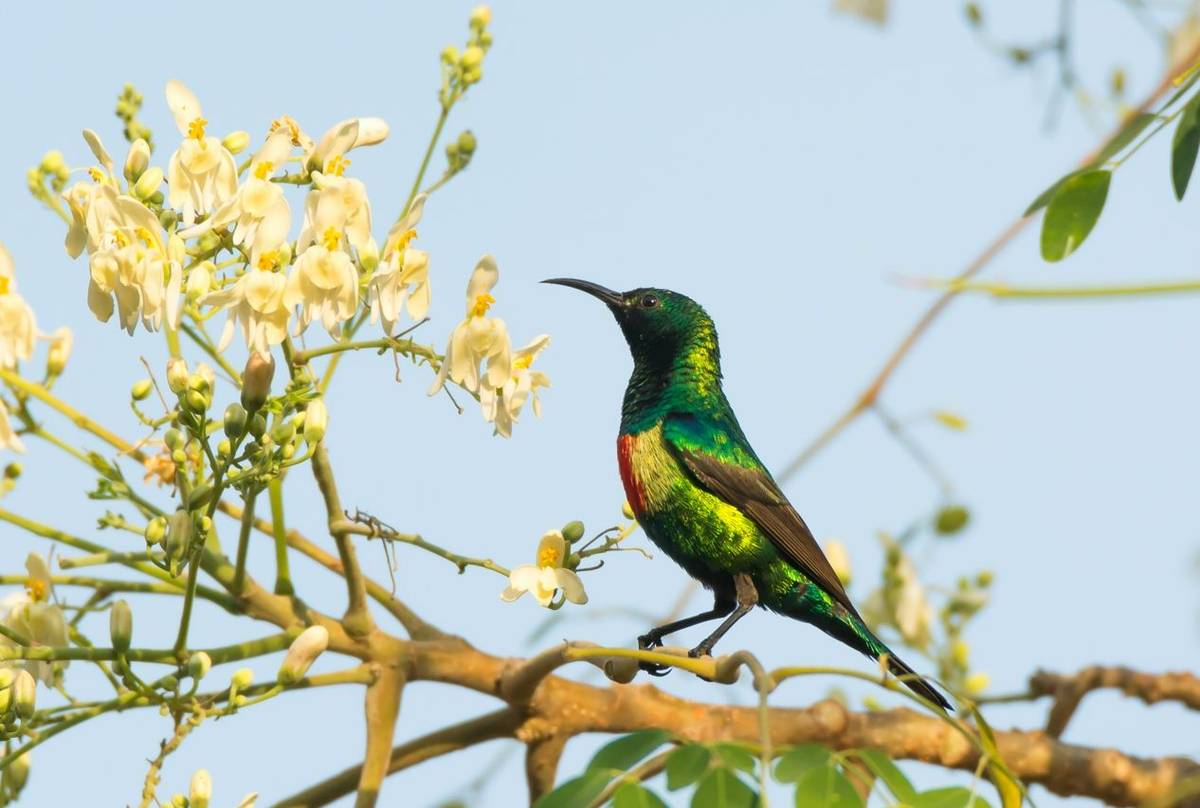 Male Beautiful Sunbird (Dave Montrevil)